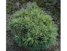 ����� ��������� (���� 'GREEN TWIST')==.jpg