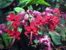 ������������ ������������� (�.�.) - 150 ���.