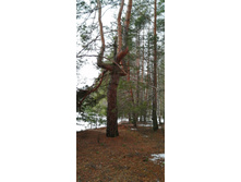 IMG 20200229 114250.jpg