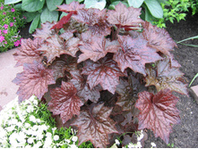 ����� �����