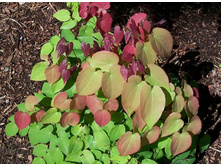 ������� ���� ���� ����*