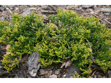 ������������ Golden-carpet.150�.  ���� 1 ��
