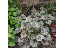 ������ (���)*