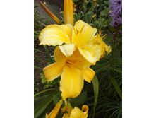 �������� Mary Todd, 130 ���� 2��