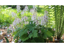 ������ (����)*