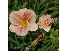 ����� ���� ���� (���)(����� 500)