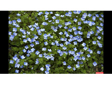 �������� ����������*