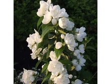 ���������� (2.5-3�)*