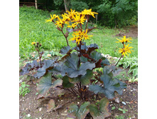 Britt Marie Crawford *(4� � ����)