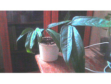�������� Scandens