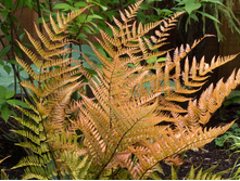 ����������� (Dryopteris erythrosora Brilliance)