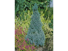 ��� Picea glauca Conica Blue C3 30-45 Kaluzinscy= 7,98-.jpg