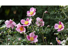 ������� ���������* +24�