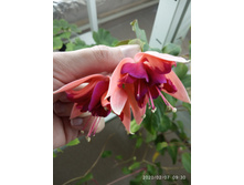 IMG 20200207 093030.jpg