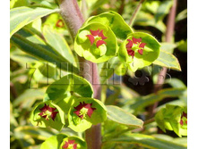 ������� ����� �������.jpeg