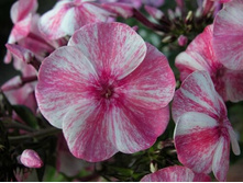 �������(�� 19�)*