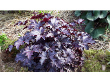 ����� � ����� ����.jpg