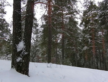 IMG 20200202 122921.jpg