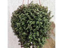 �������� ��������