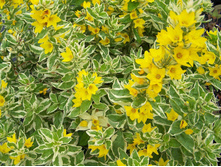 ��������� ��������� *