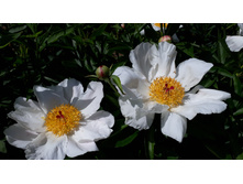 ��� ���.jpg