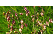 ��������� �̣���. �������� ( Briza).jpg