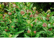 �������� ��������*