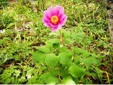 ���� ���������������.jpg