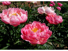 ����� ������.jpg