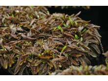 ���������� ����������� (Leptinella squalida) ���� Platt s Black.jpg