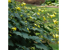 ����������� �����������.jpg