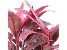 ��������� ���� Mambo-