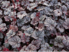 ���� (���)*