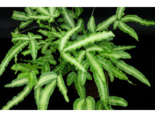 ������ �������� ( Pteris cretica) - 350 ���.