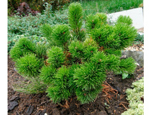 ����� ������ (���� 'Jakobsen') �3==1018 ������-.jpg