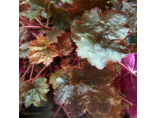 ������ (���)* ���