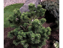 Pinus (�����) mugo Jakobsen C4 20-30 ���������-.jpg