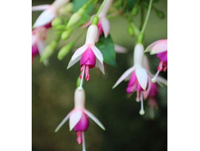 ������ Mini Rose (����- ��������)- �� 70�.jpg