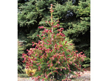 ��� Picea abies Rydal C5 20-35 Kaluzinscy= 27,9-