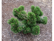 Pinus (�����) mugo Jakobsen C4 20-30 ���������= 2087-.jpg