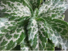 Sinensis Hisako