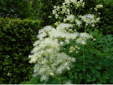 ����������� �����*