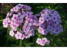 �������(�� 19�)*