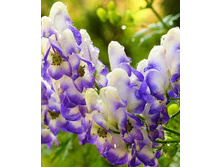 ������ �������*