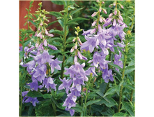 �������� ��������� ����� ������.jpeg