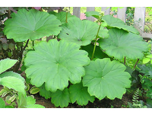 ������������ ������������*