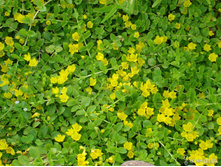 ��������� ����������*