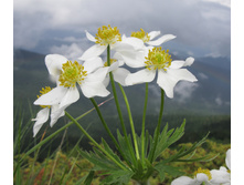 ������������ ��������.jpg