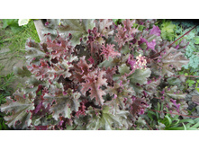 ���������� ������� (���)