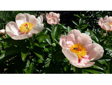 ���� �������.jpg